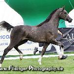 Zigi-Zan - Zigi-Zan 2007<br />&copy; Irina Filsinger