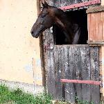 Segaal<br />&copy; Fot. Angelika Dębiec