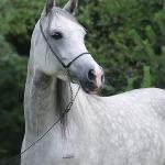 El Aria