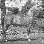Adelina<br />&copy; W. Pawłowski