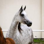 Adelina<br />&copy; Stuart Vesty