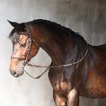 Caline 16