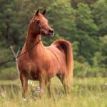 Ansata Samantha