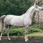 Laranda