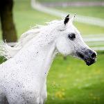 Laranda<br />&copy; Chmielewskafoto Arabians