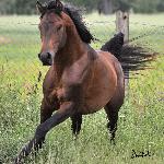 Gawor