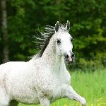 Permila<br />&copy; Jadem Arabians