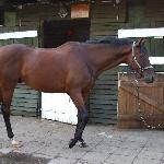 Czello
