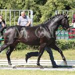Silvano<br />&copy; Małgorzata Odyniec