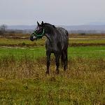 Kolia
