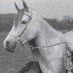 Latawica