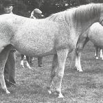 Latawica