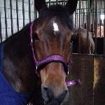 Wonderful Vanilla - Vanillia w nowym domu