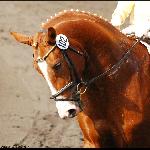Stanley - Parada Ogierów, SO Celle (Niemcy) 2009<br />&copy; Oliwia Chmielewska