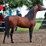 Kahil Al Shaqab - 2012<br />&copy; Anna Pyzara-Nakoniechnaia