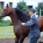 Kahil Al Shaqab - 2012<br />&copy; Anna Pyzara-Nakoniechnaia
