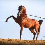 Kahil Al Shaqab