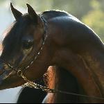Kahil Al Shaqab