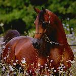 Kahil Al Shaqab<br />&copy; Gigi Grasso
