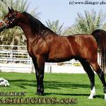 BJ Thee Mustafa