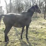 Chityna