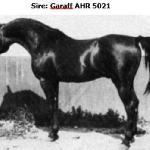 Garaff