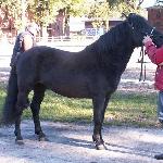Opal - Starogard Gdański 12.10.2010