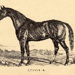 Lecomte