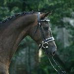 Parisa<br />&copy; Katarzyna Broda