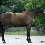 Parisa - Parisa<br />&copy; faraa (c) Mazurek-Konie
