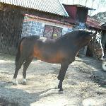 Laki