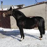 Laki