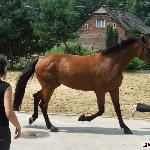 Jocasta