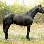 Odyseusz