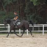 Casarina L