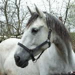 Haftka
