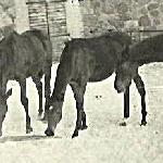Dafne - od lewej Domena (Dniepr-Gawroszka), Dafne i Diastema (Dniepr-Chrapka)