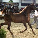Ajman Moniscione