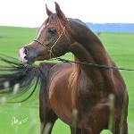 Ajman Moniscione<br />&copy; Gregor Aymar