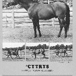 Cytrys