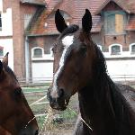 Gejzer<br /><i>Kadyny 24.07.2010 r.</i>