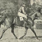 Colombo<br /><i>Jeździec i Hodowca 1930</i>