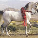 Om El Shahmaan