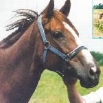 Dżamajka
