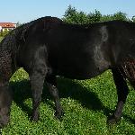 Roksana (Kaśka)