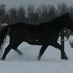Roksana (Kaśka)
