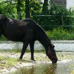 Roksana (Kaśka)