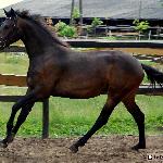 CN Libertina