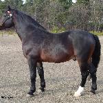 Aron I - Aron I<br />&copy; Estera Muskus