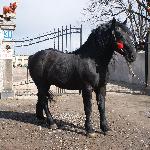 Delfin - Delfin 2008r.<br />&copy; Marek Paczkowski